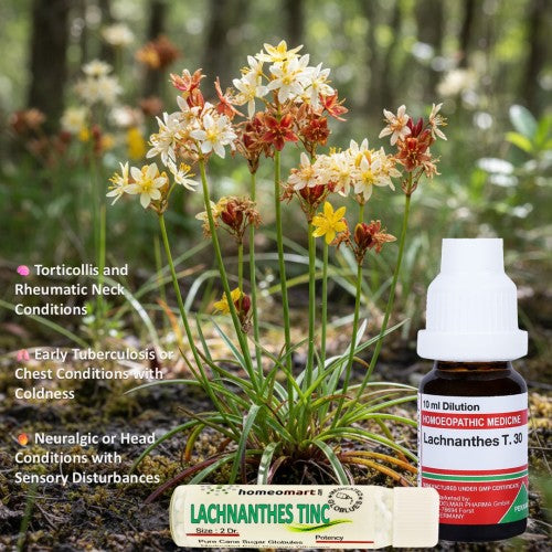 Lachnanthes Tinctoria Homeopathy Mother Tincture, 0.08 kg
