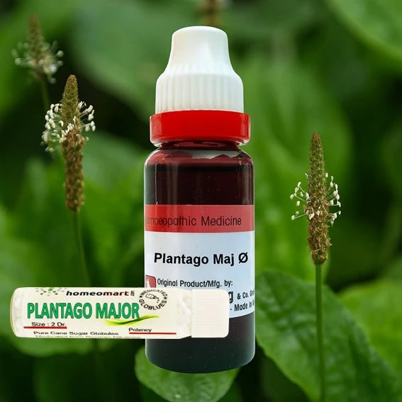 Plantago Major Homeopathy Dilution 6C, 30C, 200C, 1M, 10M in SBL Schwabe, 0.08 kg