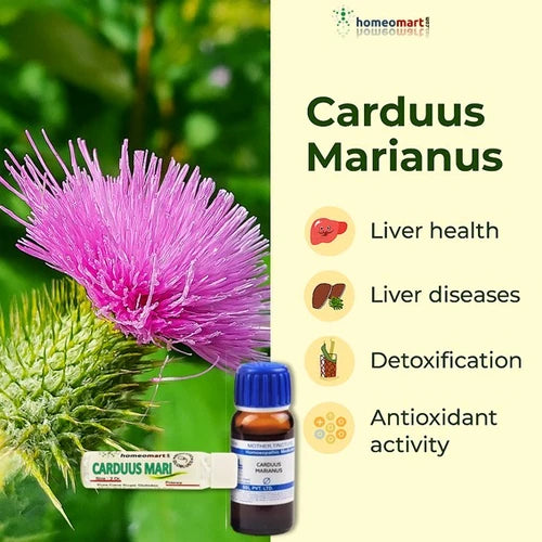 German Carduus Marianus Homeopathy Mother Tincture | Dr. Reckeweg, WSG, 0.08 kg